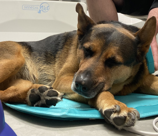 Ayudo a perros y gatos a recuperar movilidad y vivir sin dolor, con terapias suaves y una atención tranquila, en la comodidad de su casa